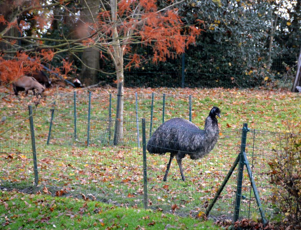 Haras Des Chartreux Otel Estaimbourg Dış mekan fotoğraf